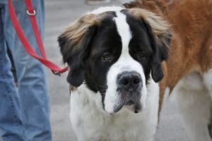 39 src puc premiere christophe joigneau.12.23 