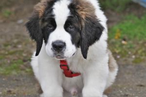 z.37 src sarcelles espoirs christophe fans