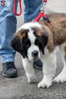 z.47 src sarcelles espoirs frachon fans divers