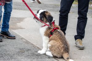 z.48 src sarcelles espoirs frachon divers fans